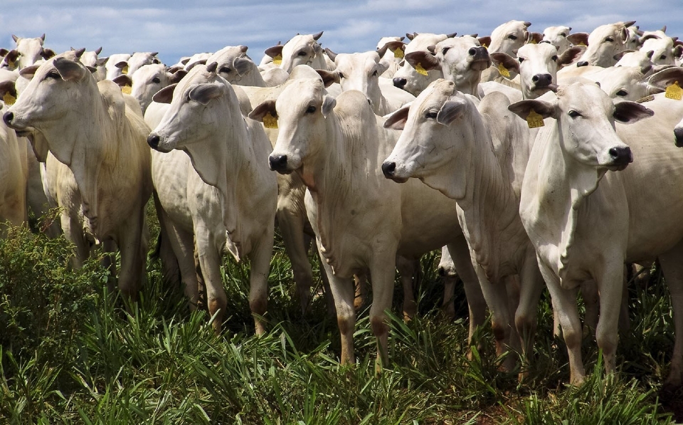 Com cultura de soja e produo pecuria em mais de 15 mil hectares, grupo familiar do agro entra em recuperao