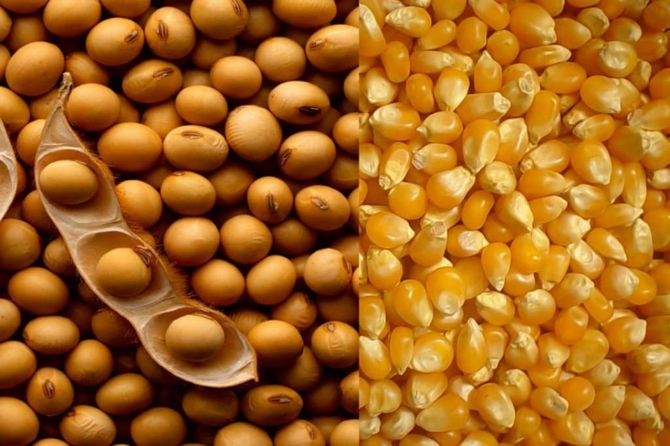 Em RJ por R$ 128 milhes, Grupo familiar  cobrado por empresa de SP a entregar toneladas de milho e soja